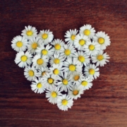 coeur avec des marguerites