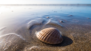 cauris sur la plage